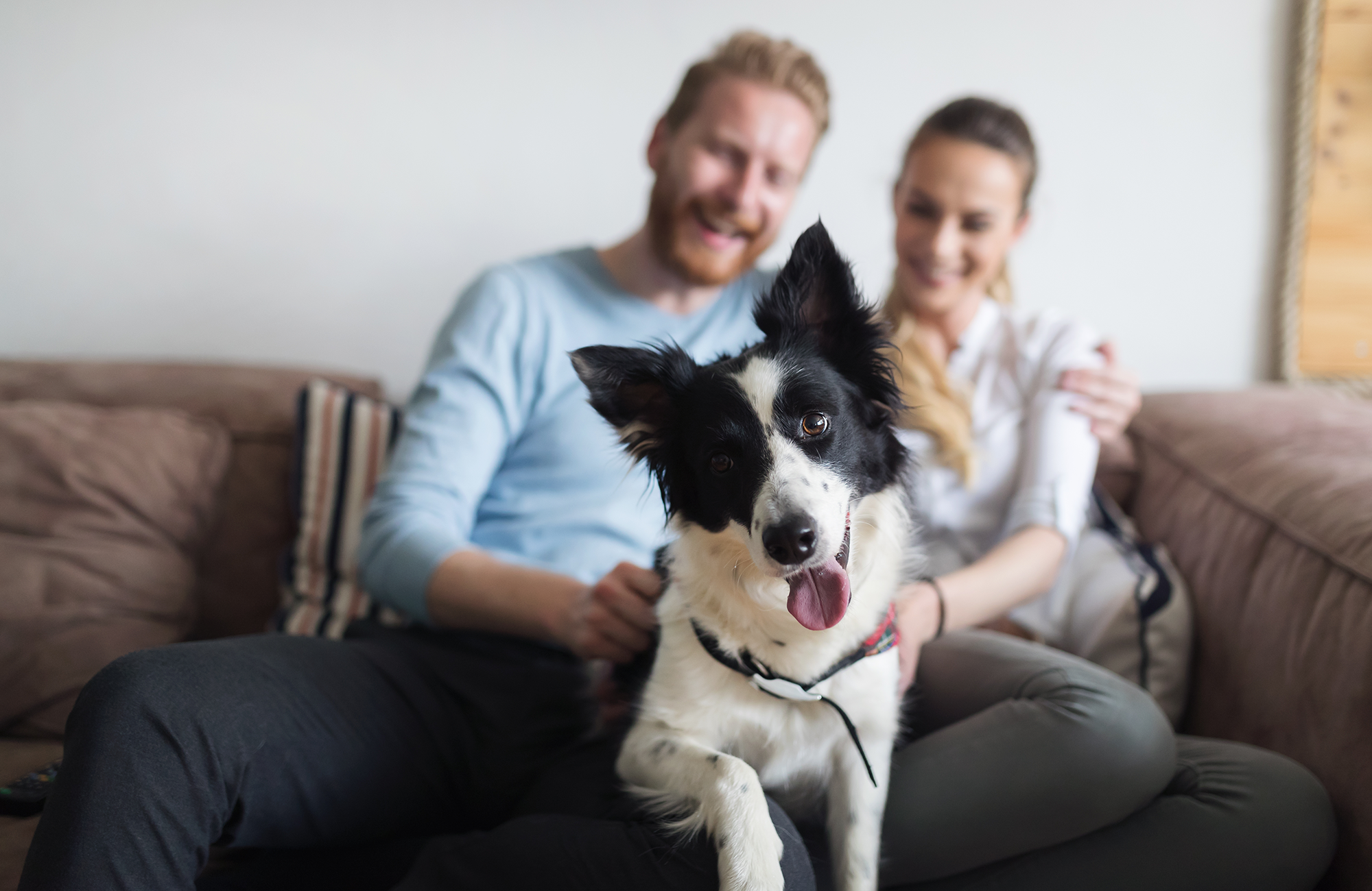 A couple and their border collie.